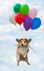 holiday card with a cute funny puppy in a pilot costume flying balloons high in the sky