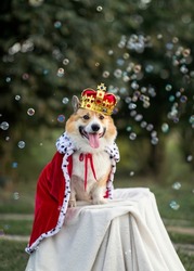 portrait of a majestic corgi dog in a robe and a golden crown sitting on a throne in the garden