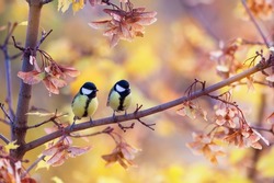  pair of chickadee birds sit in an autumn park among bright foliage and maple seeds
