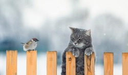 funny striped hunter cat sits on a fence and watches a sitting bird