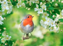  small bright bird robin sits surrounded by flowering apple branches in a spring may garden