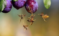 harmful insect-stinging striped wasps in the summer garden eat the fruits of ripe sweet plum fruits