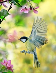 bird tit flutters in a sunny spring garden among pink apple blossoms