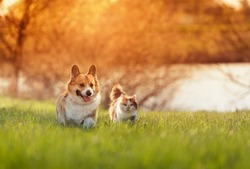 fluffy friends a cat and a corgi dog run merrily and quickly through a blooming meadow on a sunny day