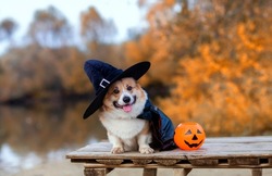 a postcard for Halloween a corgi dog in a carnival black hat sits on a bridge in an autumn park next to a pumpkin