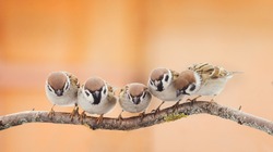 a lot of little funny birds sitting on a branch and looking curiously