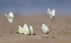 lots of white beautiful delicate butterflies landed on a sand beach in summer