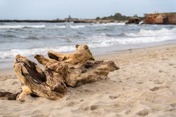 The remains of a tree lying on the sand. Seashore. The snag is lying on the ground. Old rotten wood. The texture of a tree destroyed by time. Wooden pieces lie near the reservoir. Wood debris.