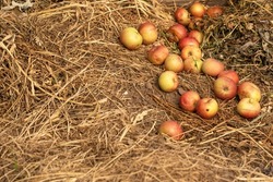 Fallen apples are lying on the hay. The harvested fruit crop. Rotten apples are placed on the ground with straw. Autumn grunge screensaver. Yellow-red apples are lying in a pile on the straw.
