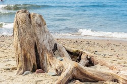 The remains of a tree lying on the sand. Seashore. The snag is lying on the ground. Old rotten wood. The texture of a tree destroyed by time. Wooden pieces lie near the reservoir. Wood debris.