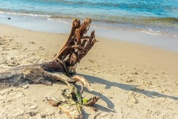 The remains of a tree lying on the sand. Seashore.  The texture of a tree is destroyed by time. Wooden pieces lie near the reservoir. Wood debris.