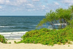 A shrub with grass on the sandy seashore. Vegetation on the spit of the sea. Relaxing on a sandy beach. Cloudy sky over a troubled pond. Seascape with coastal vegetation.