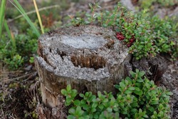 A beautiful stump with ripe red ripe cranberries. Collecting cranberries in the autumn forest. An old stump overgrown with grass. Useful berries growing in the forest near the stump.