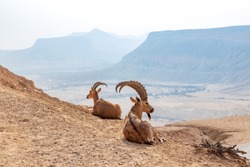 The Nubian ibex (Capra nubiana) is a desert-dwelling goat species found in mountainous areas of Algeria, Egypt, Ethiopia, Eritrea, Israel, Jordan, Lebanon, Oman, Saudi Arabia, Sudan, and Yemen.