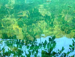 Leaves reflections on a lake surface with fishes