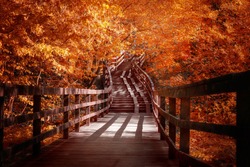 Wooden staircase in the autumn Park that goes into the distance. Autumn orange foliage illuminated by the sun