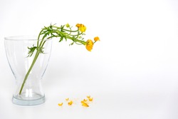 Fading yellow buttercup flowers with falling petals in a transparent glass vase on a white background. Card, postcard. Minimalism