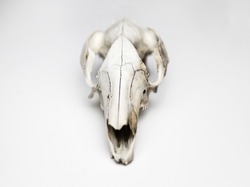 Kangaroo skull taxidermy on clean white background. Gothic picture. 