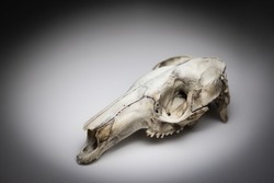 Kangaroo skull taxidermy on white background with shadows. Diagonal layout. Gothic mood picture.