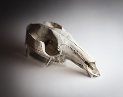 Kangaroo skull taxidermy on white background with shadows. Gothic mood picture. 