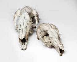 Kangaroo and wallaby skulls taxidermy on white background. Front and side view. Zoology illustration of Australian animals skulls.