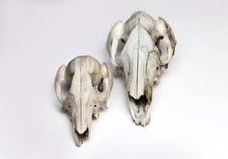 Kangaroo and wallaby skulls taxidermy on white background. Front view. Australian animals skulls.