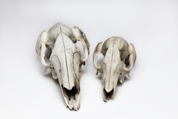 Kangaroo and wallaby skulls taxidermy on white background. Front view. Zoology illustration of animal skulls.