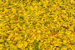 Autumn yellow leaves. Background of fallen leaves from trees. Seasonal weather.