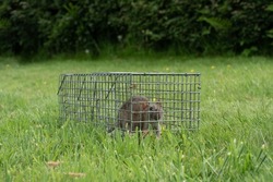 Brown rat captured in cage