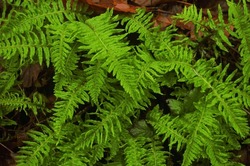 Close up of sword ferns on the forest floor. Taken on Gresham Butte-Butler Creek hike, located on trails and public parks located to the southeast of Portland, Oregon.