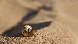 seashell on yellow beach sand on sunny day, copy space, 16:9
