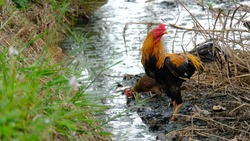Asian Rooster drinking water at drain.