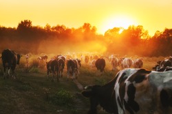 Epic scene of cattle farm - livestock of cows going home from meadows pasture in evening. Amazing sunset scenery. Countryside background. Dairy natural bio production.