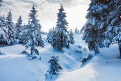Snow-capped fir trees in high mountains. Beautiful Christmas background. Blue toning.