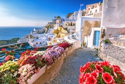 Scenic view of traditional cycladic Santorini houses on small street with flowers in foreground. Location: Oia village, Santorini, Greece. Sunset view point. Holidays background.
