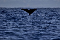 Tail of a female sperm whale sinking into the waters of the Atlantic Ocean, Azores Islands. Sunny day, blue sea