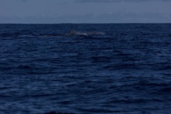 Large female sperm whale on the surface of the Atlantic Ocean off the Azores Islands. Sunny day, blue water, blue sky, calm sea. Whale and dolphin watching tour.