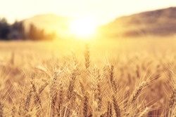 Wheat Beards.Wheat field morning sunrise and yellow sunshine