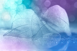 Beautiful tender abstract macro. Transparent skeleton leaf on a colorful pastel bokeh background. Spring art image. Soft selective focus