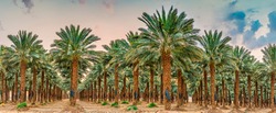 Plantation of date palms. Tropical agriculture industry in the Middle East. Panorama of several frames during sunrise