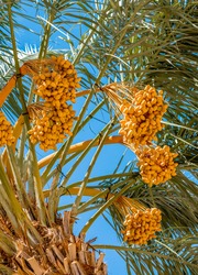 Bunch of ripening dates fruit in plantation of date palms, agriculture industry in the Middle East and Mediterranean regions
