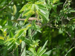 the bird is eating the custard apple on the branch. close up.