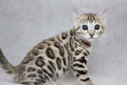 Brown spotted tabby Bengal kitten