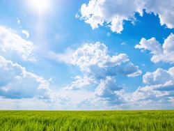 Green field and blue sky with white clouds at sunny day