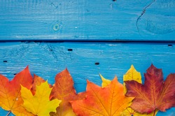 Autumn background with colorful fall maple leaves on blue rustic wooden table with place for text. Thanksgiving autumn holidays background concept. Frame with autumn leaves. Copy space. Top view.