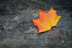 Autumn background with orange fall maple leaf on rustic wooden table with place for text. Thanksgiving autumn holidays background concept. Orange and red autumn leaves. Copy space. Top view.