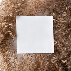 Dry weeds for home decor, field plants, fluffy grass, white background, copy space, natural texture, background, copy space, flat lay, Greeting card with sequins for the inscription, a blank square
