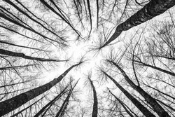 Winter tree tops viewed looking up. Black and white image of leafless trees. Treetops pattern. Bottom view trees. Forest abstract background.