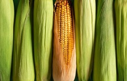 Corn with green husk and ripe maize aligned in a row, top view. Full-frame background with corn, green and riped.
