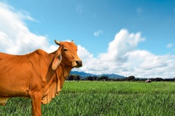 Brown cow in the green pastures on a sunny spring day with blue skies in the cloud’s mountains background with copy space